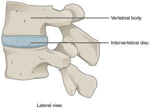 Intervertebral Disk